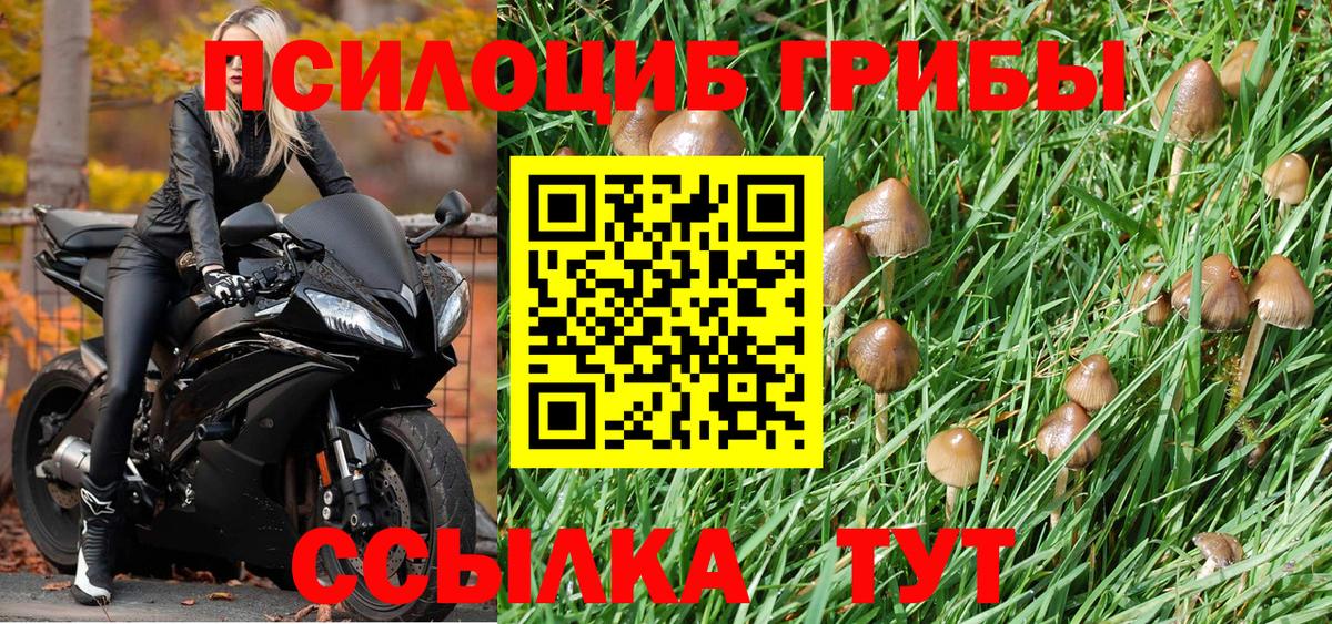 Псилоцибиновые грибы Cubensis  Горно-Алтайск  Псилоцибиновые грибы мицелий 
